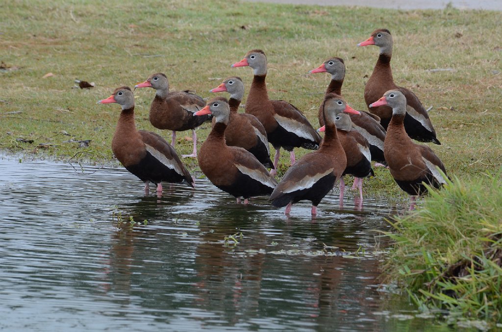 Duck, Black-bellied Whistling, 2013-01052532 Mission, TX.JPG - Black-bellied Whistling Duck. A golf course in Mission, TX, 1-5-2013